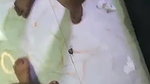 Beautiful Bengali Wife showing  give Blowjob