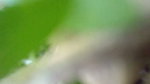 Uncle fingering aunty pussy  fuck Outdoor