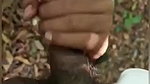 Mallu giving bj in jungle