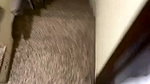 SVID 20260809 015924 1