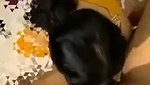 Dirty talking  fuck in Doggy position