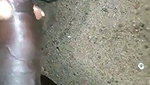 Tamil gay cum eating XNXX COM