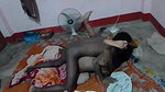 Village Bhabhi Blowjob Fucking 2