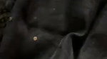 VID 20260811 WA0018