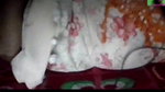 DESI WIFE FUCKED HER HUSBAND AND ENJOYING TOO MUCH