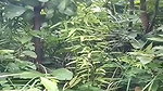 Tamil gf enjoying with Boyfriend