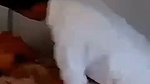 Devar records his dehati Bhabhis xxx MMS