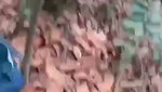 Guy fucks his sexy GF in the jungle in Assamese
