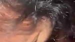 Nude milf sucks her mans balls in Indian porn