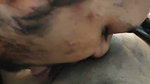 Beautiful hot bhabhi pussy licking  fucked hard on bed
