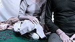 Beautiful Punjabi girl suck cock  fucked in Doggy