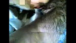 chut chat ke chudai kri