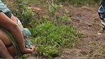 Aunty pissing in open area