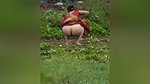 Aunty pissing in open area