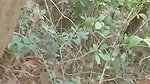 desi girl fucking in jungle