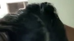 Blowjob by gf