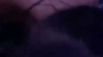 Desi GF Harder Fucking On Honeymoon Hotel Room leak