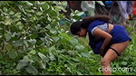 village bhabhi pissing in open