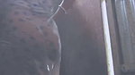 Village Bengali bhabhi showing her boobs in transparent dress