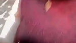 Beautiful Village bhabhi showing her pussy