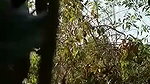 Aunty fuck with two nephew in jungle
