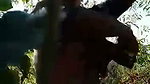 Aunty fuck with two nephew in jungle
