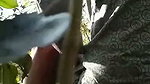 Aunty fuck with two nephew in jungle