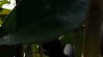 Aunty fuck with two nephew in jungle