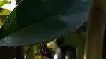 Aunty fuck with two nephew in jungle