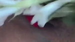Awesome looking newly married bhabhi showing her pussy