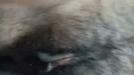 Hot aunty showing her hairly pussy