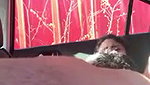 Hot girl suck dick  fucked inside car