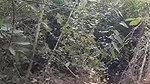 Assam couple doing jungle me Mangala