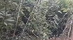 Assam couple doing jungle me Mangala