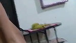 Paki Call Girl With Client