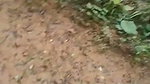 Girlfriend give Handjob to bf dick