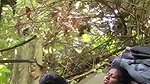 jungle mein chut chati