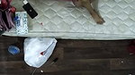 Sexy Girl Hard Fucked By Lover