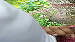 innocent village girl blowing her boyfriend dick in jungle