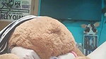 Te gustara ser mi osito   XVIDEOS COM