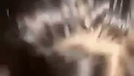 University Queen Latest Viral Giving Amazing Blowjob with Full Face