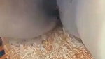 Bangladesh husband  wife Dirty talks in sex time