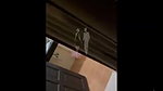 Hidden Lust Australian Guy ke shat sex karne ka dare