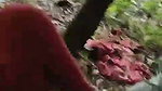 Randi ke sath Jungle Mein Mangal 2