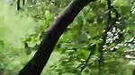 Randi ke sath Jungle Mein Mangal 2
