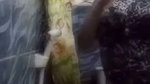 Beautiful aunty showing her nude body in bathroom