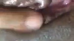 Small bobbs  pussy rubbing video