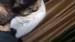 Boyfriend suck gf boob  enjoying