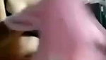 Girlfriend show her bobbs on video call to her bf