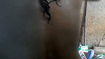 nahate hue piche se video